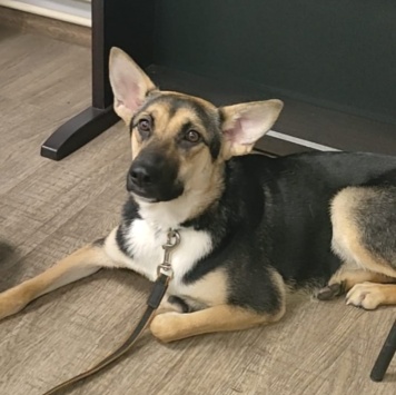 Альфа - Собаки в добрые руки