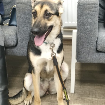 Собаки в добрые руки - Альфа - 1