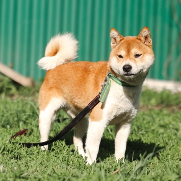 Собаки в добрые руки - Раф