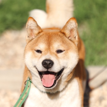 Собаки в добрые руки - Раф - 1