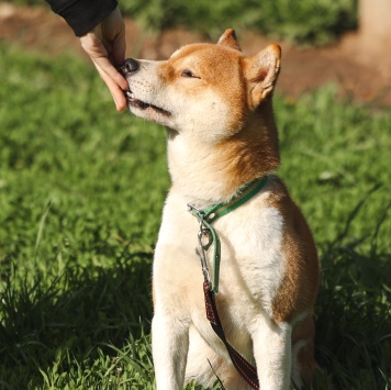 Собаки в добрые руки - Раф - 2