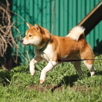 Собаки в добрые руки - Раф - 3