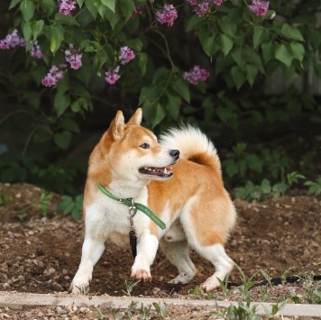 Собаки в добрые руки - Раф - 4