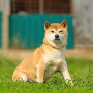 Собаки в добрые руки - Токико