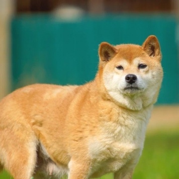 Собаки в добрые руки - Токико - 1