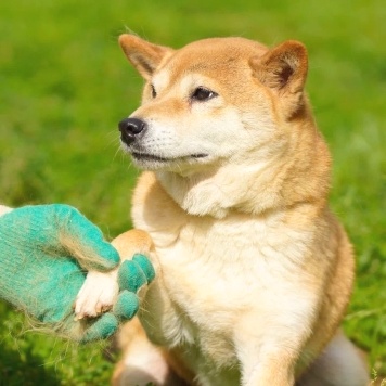 Собаки в добрые руки - Токико - 2