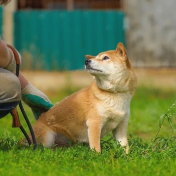 Собаки в добрые руки - Токико - 3