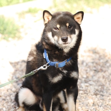 Собаки в добрые руки - Бусидо