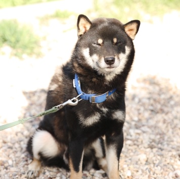 Собаки в добрые руки - Бусидо - 1