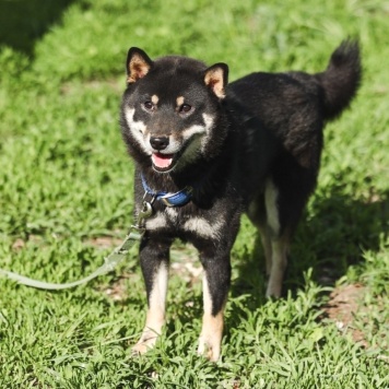 Собаки в добрые руки - Бусидо - 2