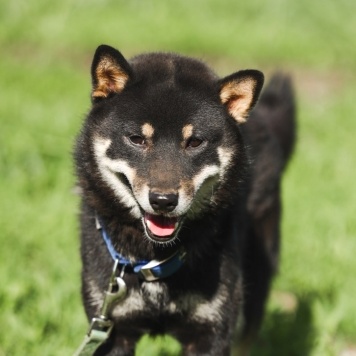 Собаки в добрые руки - Бусидо - 3
