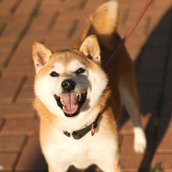 Собаки в добрые руки - Лимон