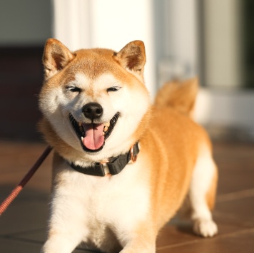 Собаки в добрые руки - Лимон - 1