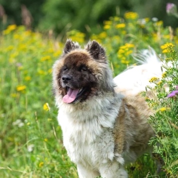 Собаки в добрые руки - Граф
