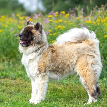 Собаки в добрые руки - Граф - 1