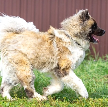 Собаки в добрые руки - Граф - 2