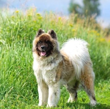 Собаки в добрые руки - Граф - 3