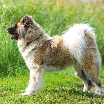 Собаки в добрые руки - Граф - 4