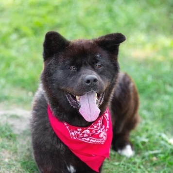 Собаки в добрые руки - Балу