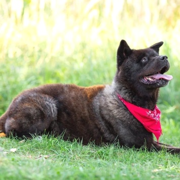 Собаки в добрые руки - Балу - 1