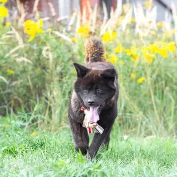 Собаки в добрые руки - Балу - 2