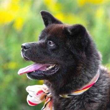Собаки в добрые руки - Балу - 3