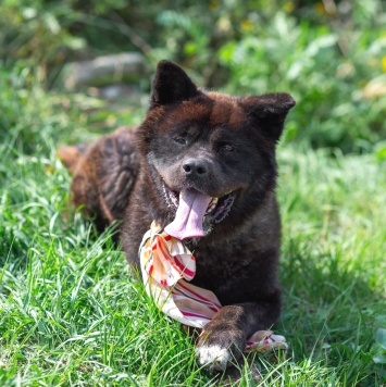 Собаки в добрые руки - Балу - 4