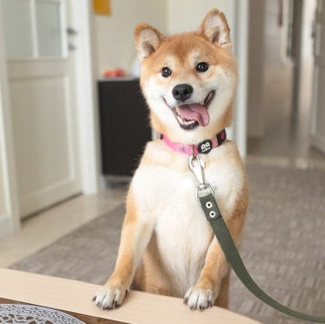 Собаки в добрые руки - Кинай