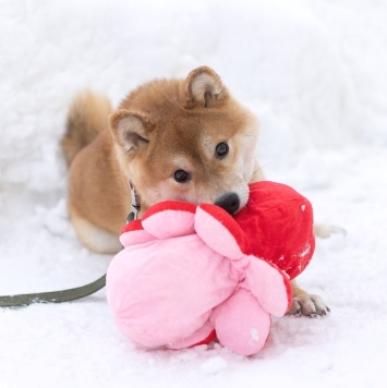 Собаки в добрые руки - Кинай - 1