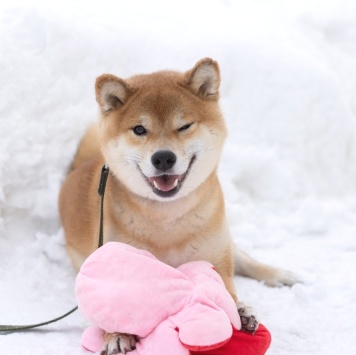 Собаки в добрые руки - Кинай - 2