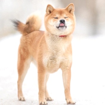 Собаки в добрые руки - Кинай - 3