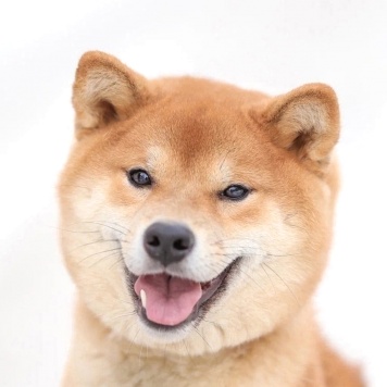 Собаки в добрые руки - Кинай - 4