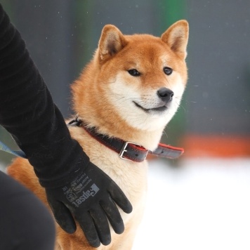 Собаки в добрые руки - Сугуру