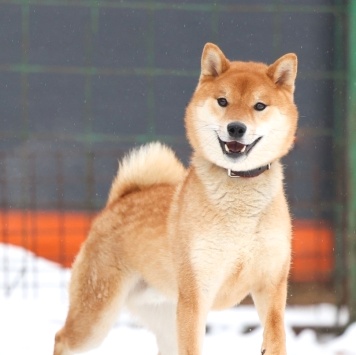 Собаки в добрые руки - Сугуру - 1
