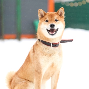 Собаки в добрые руки - Сугуру - 2