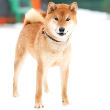 Собаки в добрые руки - Сугуру - 4