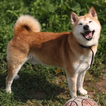 Собаки в добрые руки - Джэм