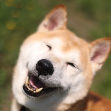 Собаки в добрые руки - Джэм - 1