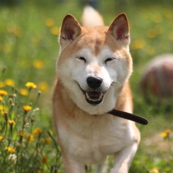 Собаки в добрые руки - Джэм - 2