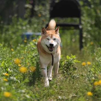 Собаки в добрые руки - Джэм - 3