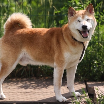 Собаки в добрые руки - Джэм - 4