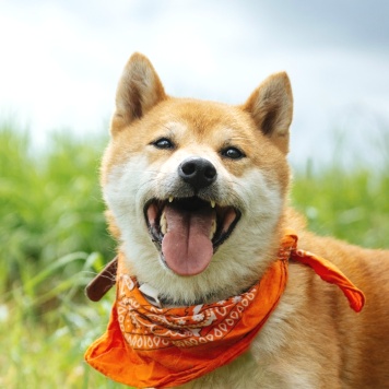 Собаки в добрые руки - Юзуки