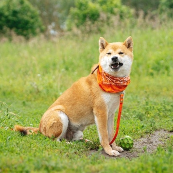 Собаки в добрые руки - Юзуки - 2