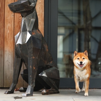 Собаки в добрые руки - Коджи