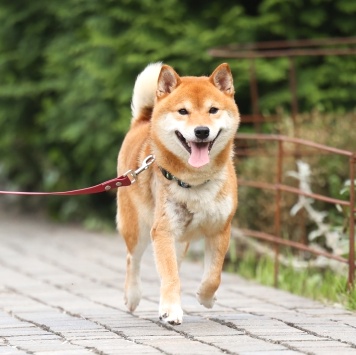 Собаки в добрые руки - Коджи - 1