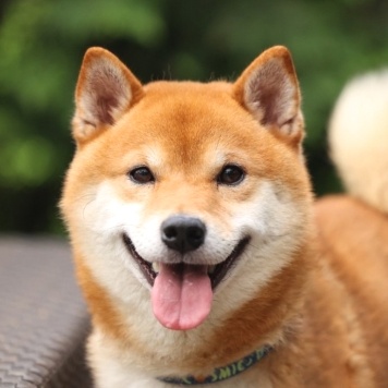 Собаки в добрые руки - Коджи - 2