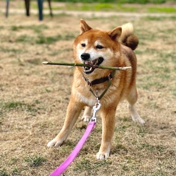 Собаки в добрые руки - ЖанЖак