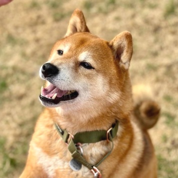 Собаки в добрые руки - ЖанЖак - 1