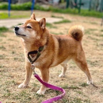 Собаки в добрые руки - ЖанЖак - 3