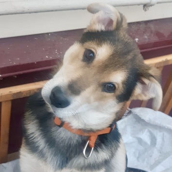 Собаки в добрые руки - Бруно